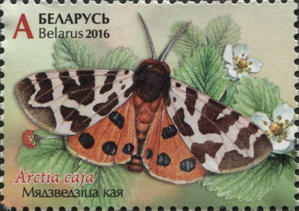 Garden Tiger Moth (Arctia caja)