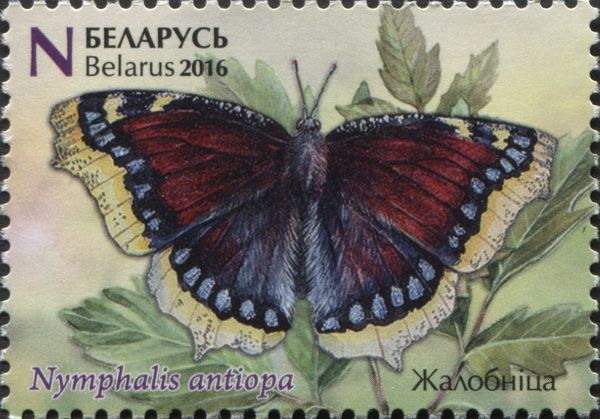 Camberwell Beauty (Nymphalis antiopa)
