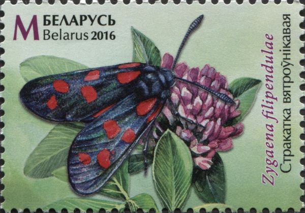 Six-Spot Burnet (Zygaena filipendulae)