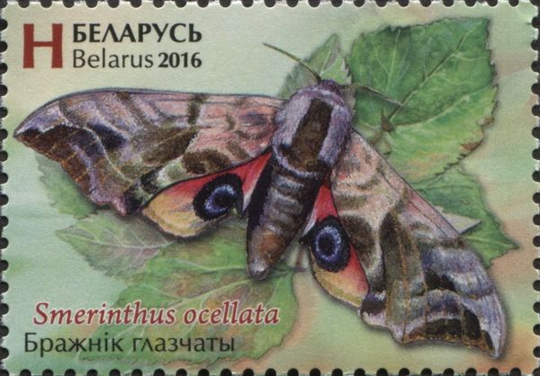 Eyed Hawk-moth (Smerinthus ocellatus)