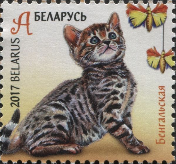 Bengal Cat (Felis silvetris catus)