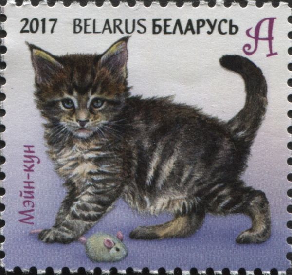 Maine Coon (Felis silvestris catus)