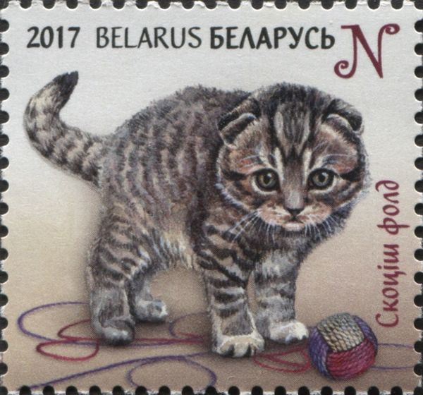 Scottish Fold (Felis silvestris catus)