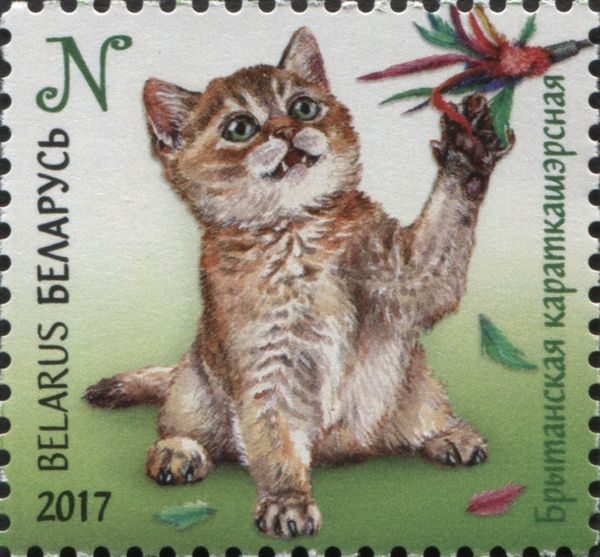 British Shorthair Cat (Felis silvestris catus)