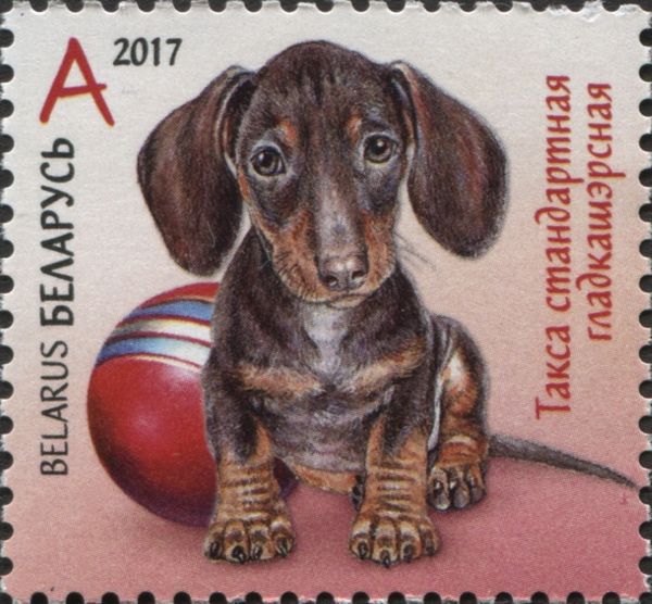 Dachshund (Canis lupus familiaris)