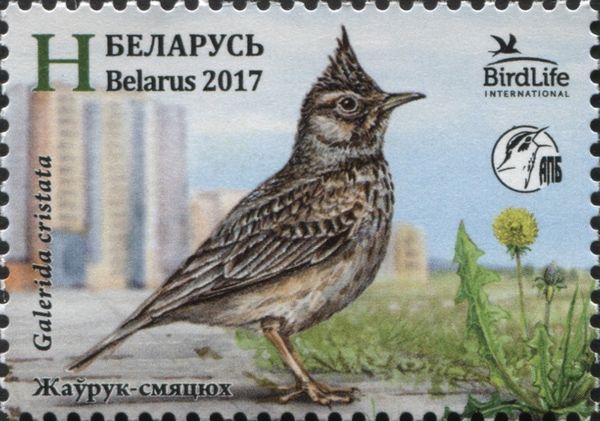 Crested Lark (Galerida cristata)