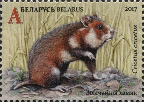 European Hamster (Cricetus cricetus)