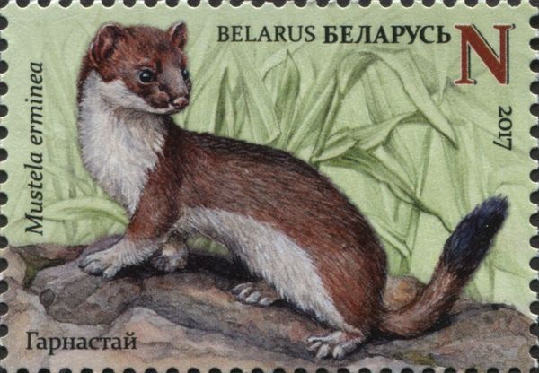 Stoat (Mustela erminaea)