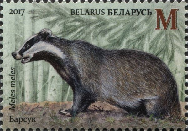 European Badger (Meles meles)
