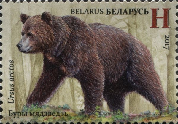 Brown Bear (Ursus arctos)