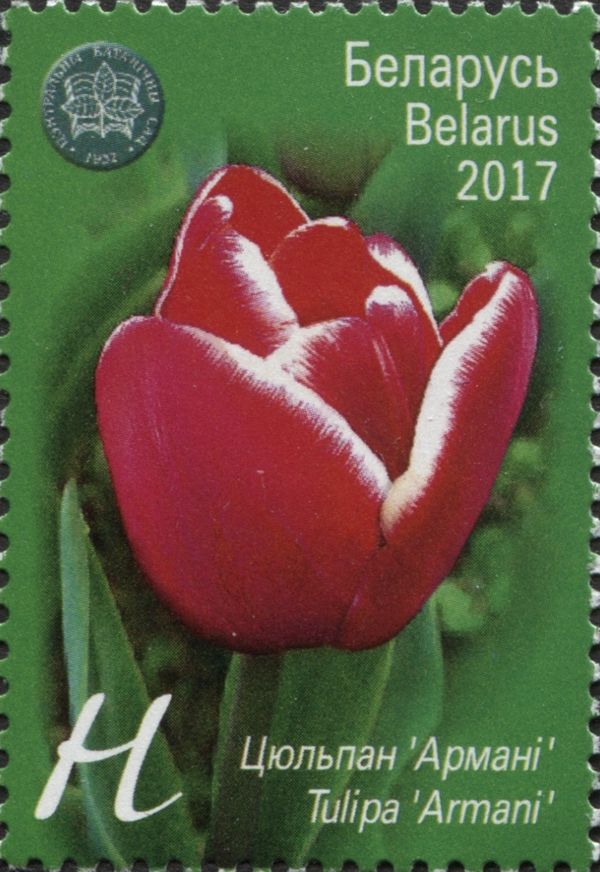 Тulip 'Armani'