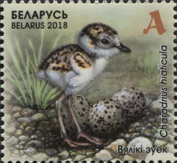 Common Ringed Plover (Charadrius hiaticula)