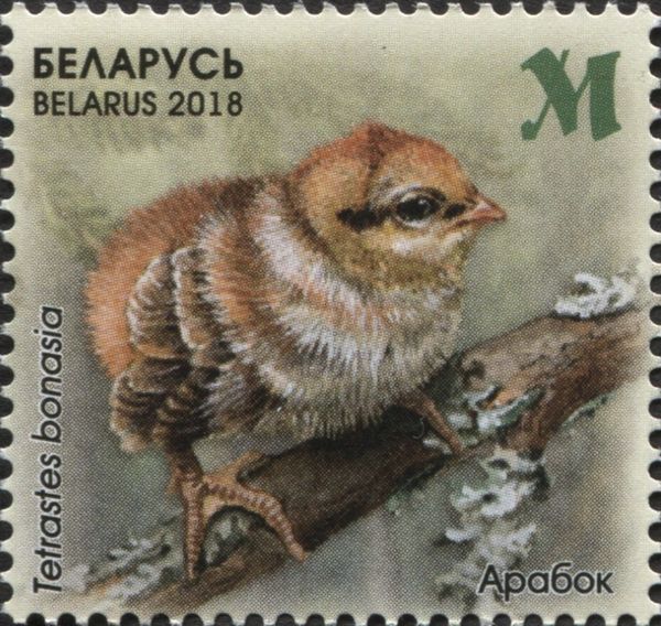 Hazel Grouse (Tetrastes bonasia)