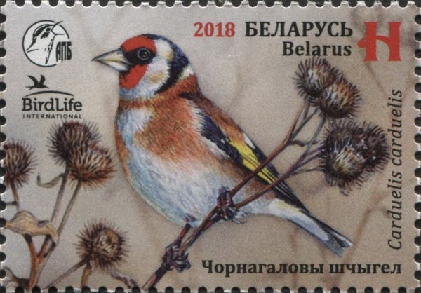 European Goldfinch (Carduelis carduelis)