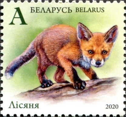 Fox Cub (Vulpes vulpes)
