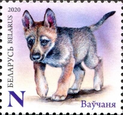 Wolf Cub (Canis lupus)