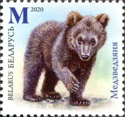 Bear Cub (Ursus arctos)