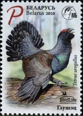 Western Capercaillie (Tetrao urogallus)