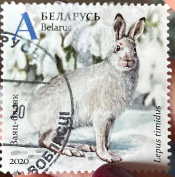 Mountain Hare (Lepus timidus) in Winter