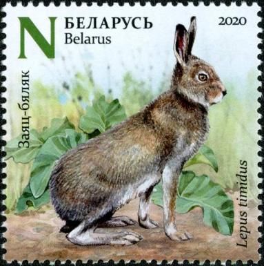 Mountain Hare (Lepus timidus) in Summer