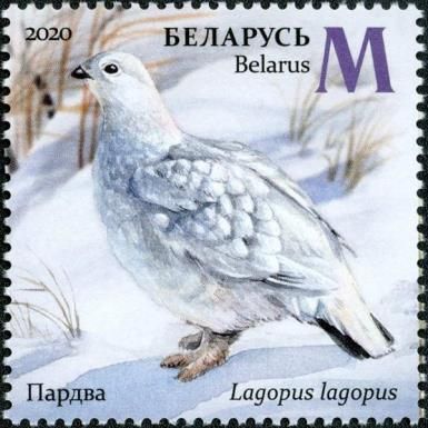 Willow Ptarmigan (Lagopus lagopus) in Winter