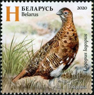 Willow Ptarmigan (Lagopus lagopus) in Summer