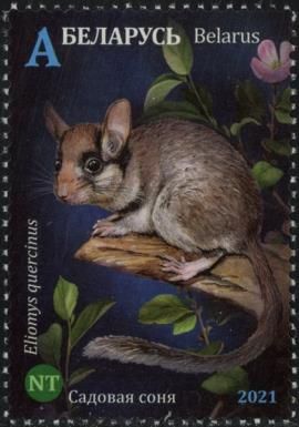 European Garden Dormouse (Eliomys quercinus)