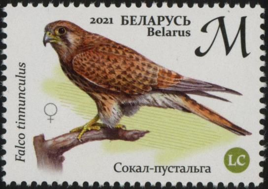 Eurasian Kestrel (Falco tinnunculus)