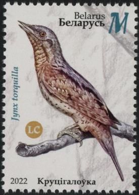 Eurasian Wryneck (Jynx torquilla)