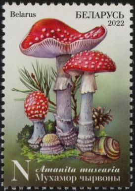 Fly Amanita (Amanita muscaria)