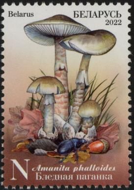 Death Cap (Amanita phalloides)