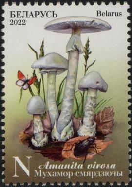 European Destroying Angel Amanita (Amanita virosa)