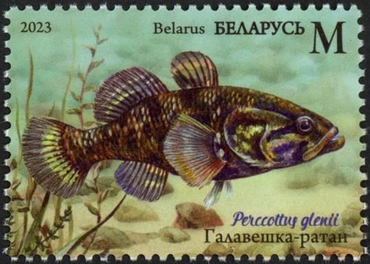 Chinese Sleeper (Perccottus glenii)