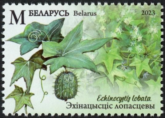 Wild Cucumber (Echinocystis lobata)