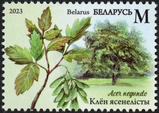 Box Elder (Acer negundo)
