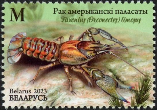 Spiny-Cheek Crayfish (Faxonius limosus)
