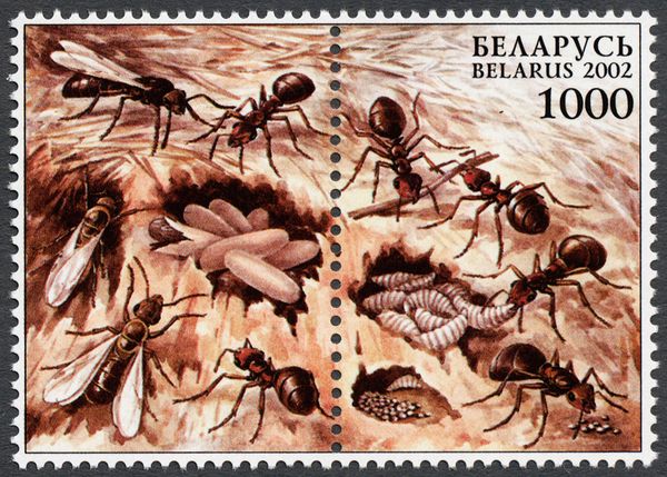 Red Wood Ant (Formica rufa)