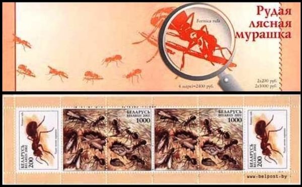 Red Wood Ant (Formica rufa)