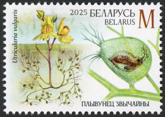 Greater bladderwort