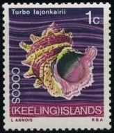 Lajonkairi's Turbo Shell (Turbo lajonkairii)