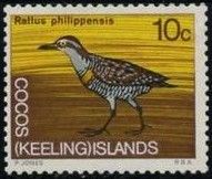 Buff-banded Rail (Rallus philippensis)