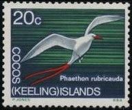 Red-tailed Tropicbird (Phaethon rubricauda)