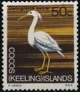 Pacific Reef-Heron (Demigretta sacra)