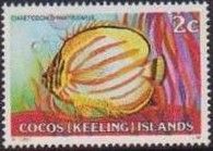 Ornate Butterflyfish (Chaetodon ornatissimus)