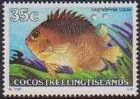 Colin's Angelfish (Centropyge colini)