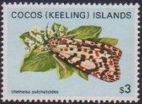 Heliotrope Moth (Utetheisa pulchelloides)