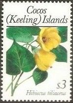 Hibiscus tiliaceus