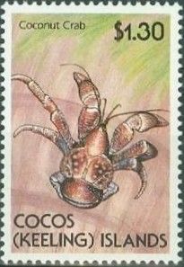 Xanthid Crab (Zosimus aeneus)