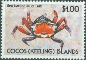 Red-backed Mud Crab