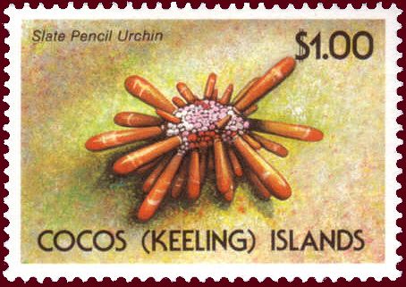 Slate Pencil Urchin (Heterocentrotus mammillatus)